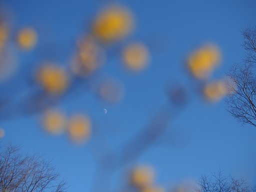 1月21日の写真
