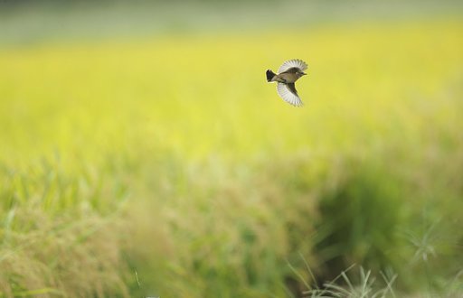 飛びもの２