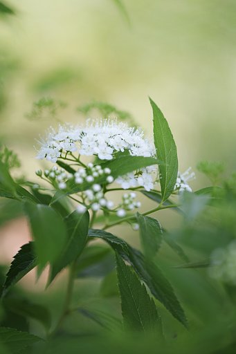 sigma70マクロArt