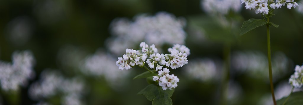 蕎麦の花