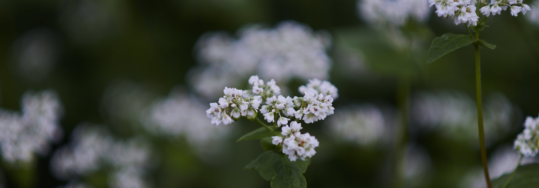 蕎麦の花