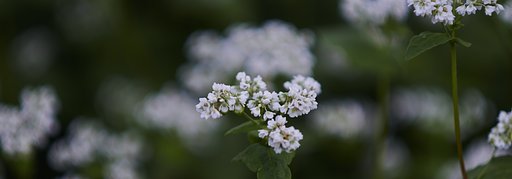 蕎麦の花