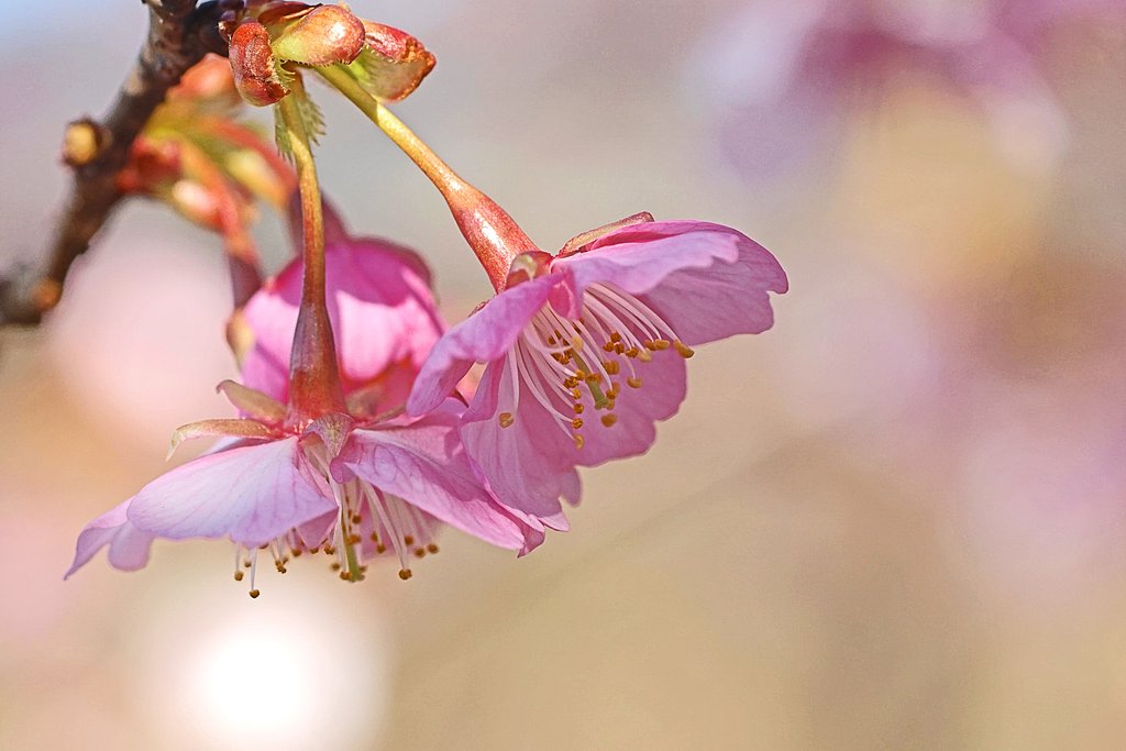 河津桜