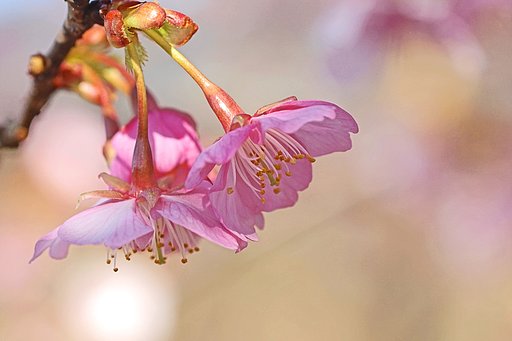 河津桜
