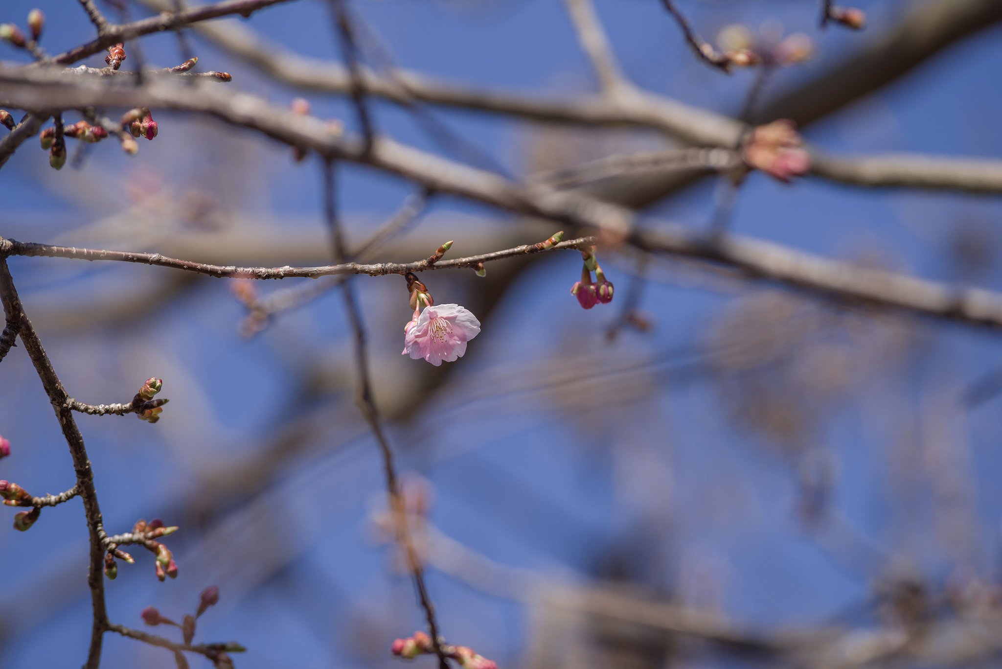 河津桜が咲きました