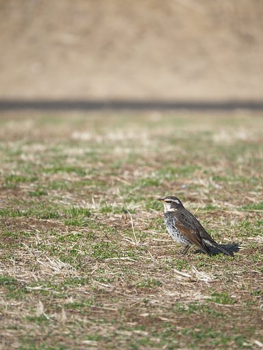 春待ちツグミ
