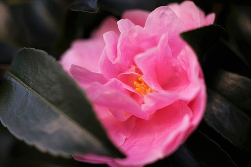 山茶花