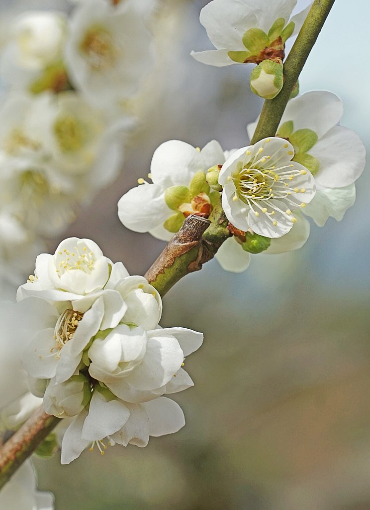 緑蕚の梅