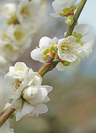 緑蕚の梅