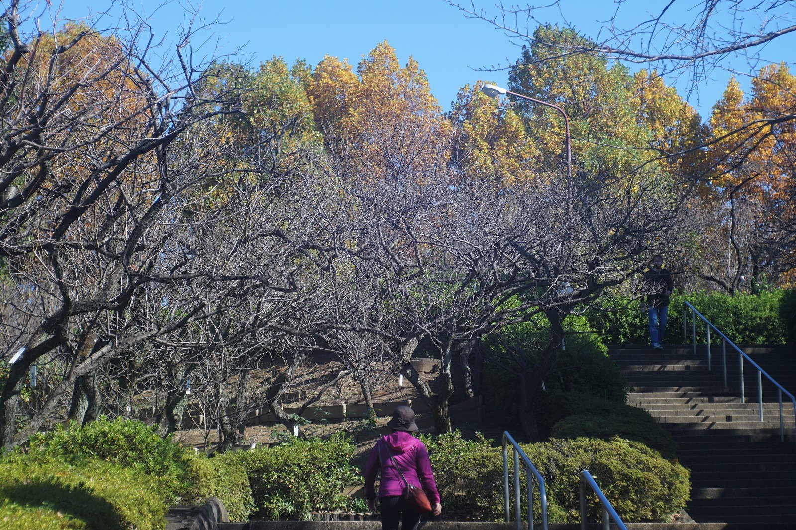 羽根木公園にて