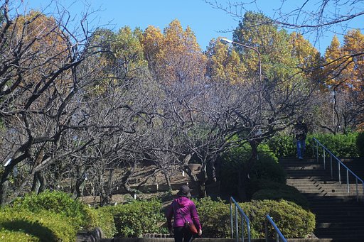 羽根木公園にて