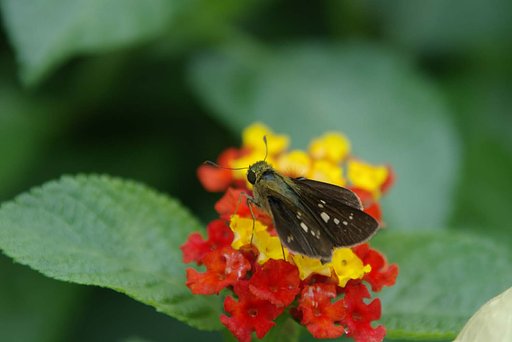 セセリチョウ