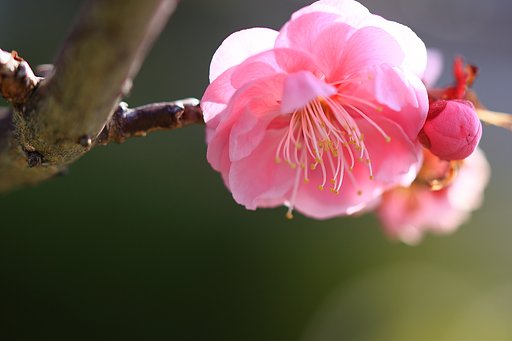 紅梅