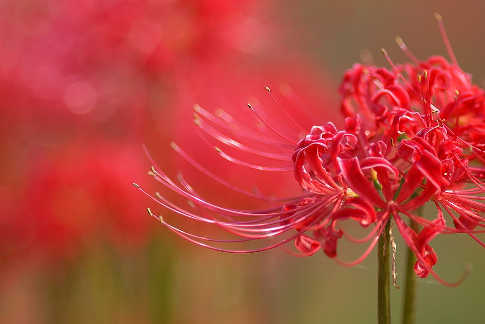 彼岸花群落