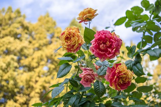 秋薔薇に黄葉