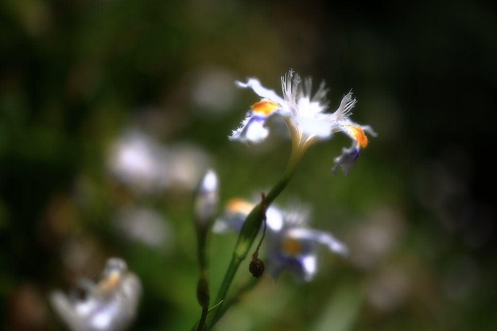 日陰の花