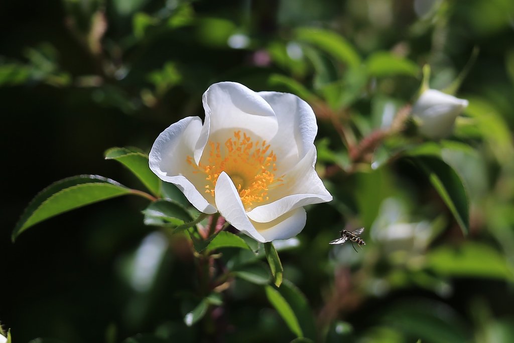 白バラに花アブ