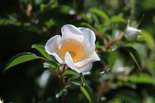 白バラに花アブ
