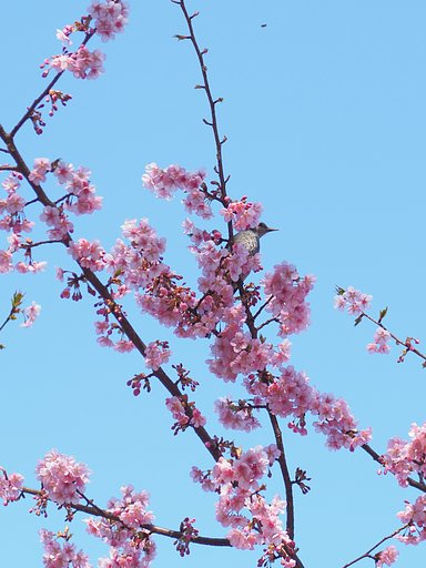 春はどこから