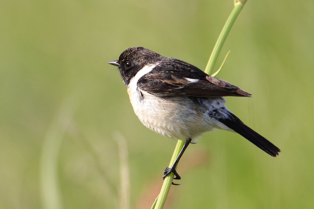 巨大シリーズ・ノビタキ将軍