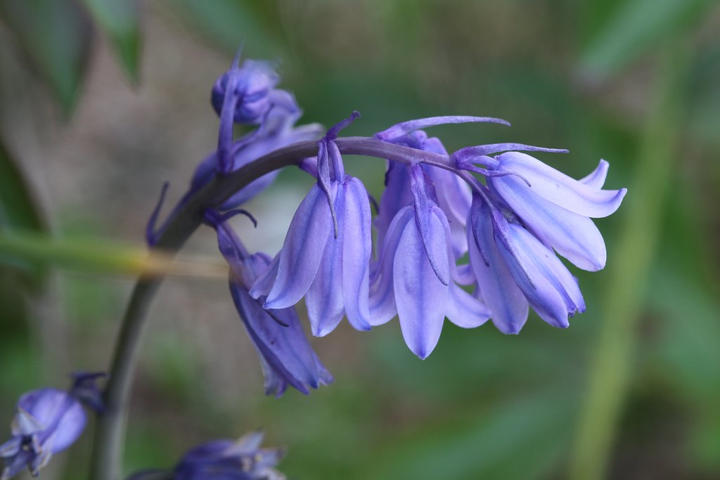 Sigma 105mmF2.8 macro