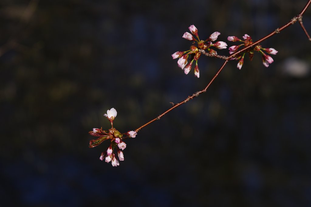 2日目の桜