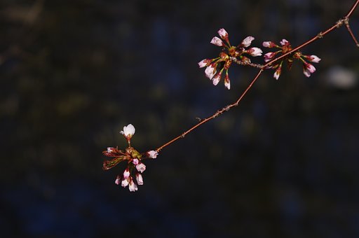 2日目の桜