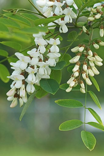 ニセアカシアの花