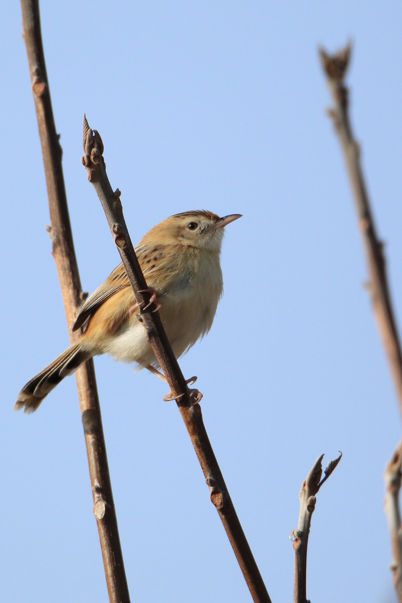 太陽の鳥、セッカ再び