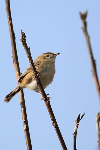 太陽の鳥、セッカ再び
