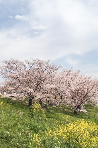 【どこでも空】花見出来なかった
