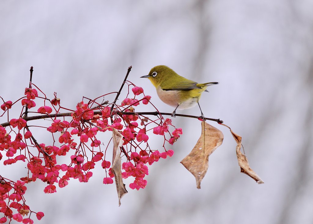 Panasonic  DG  VARIO-ELMAR  100-400mm