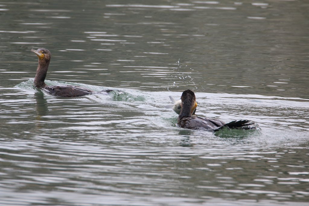 カワウのお魚ハンティング