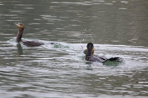 カワウのお魚ハンティング