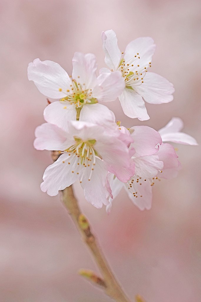 彼岸桜２