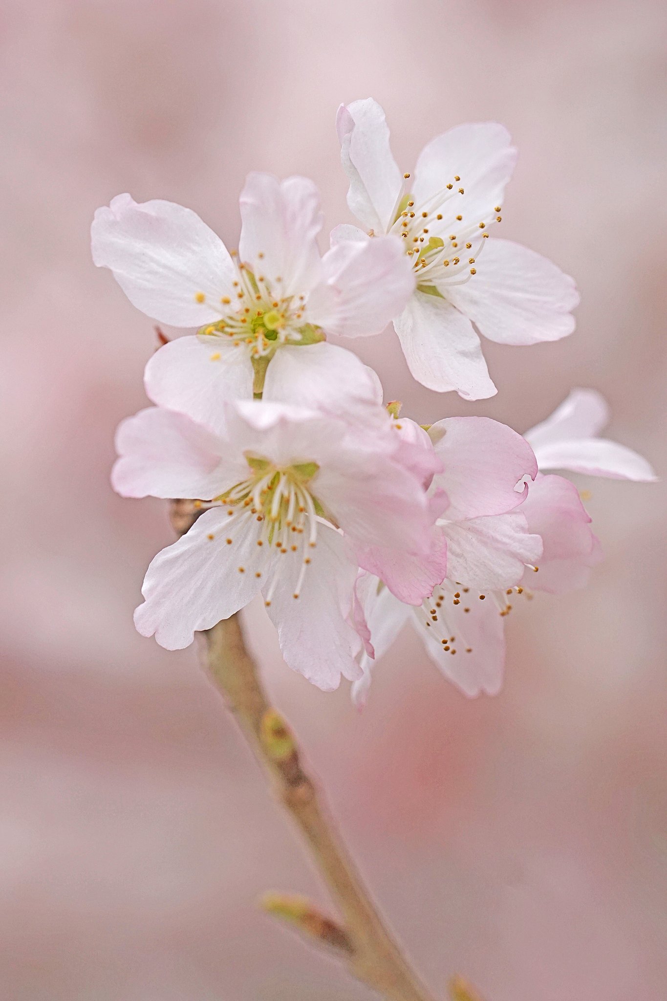 彼岸桜２