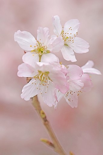 彼岸桜２