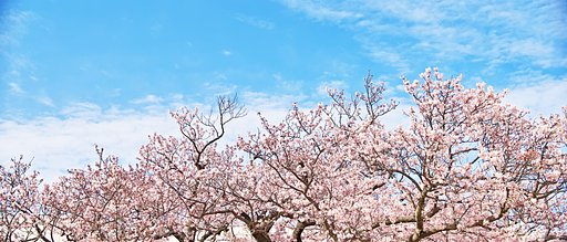 緋寒桜