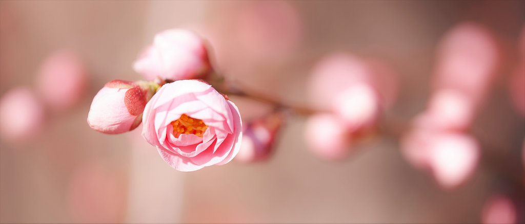 枝垂れ梅