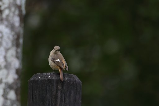 野鳥ポートレート・見返りジョ美子