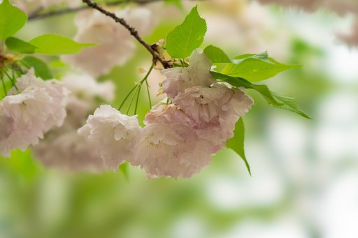そろそろ八重桜も散って
