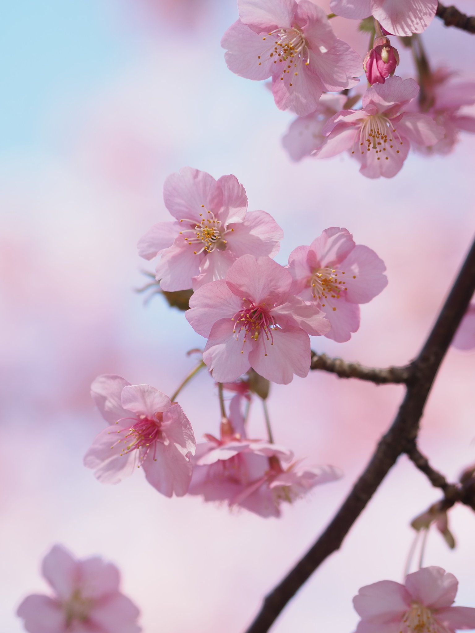 春の便り(速達)