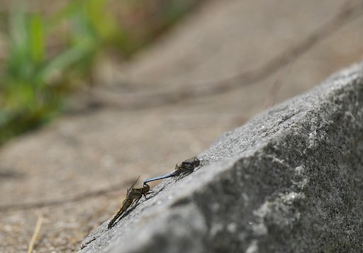 未完成狂詩曲