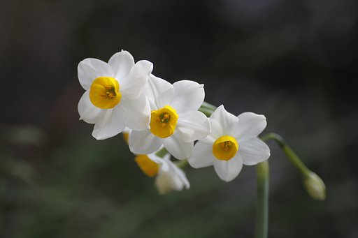 Tamron 90mm f2.8 macro 172E