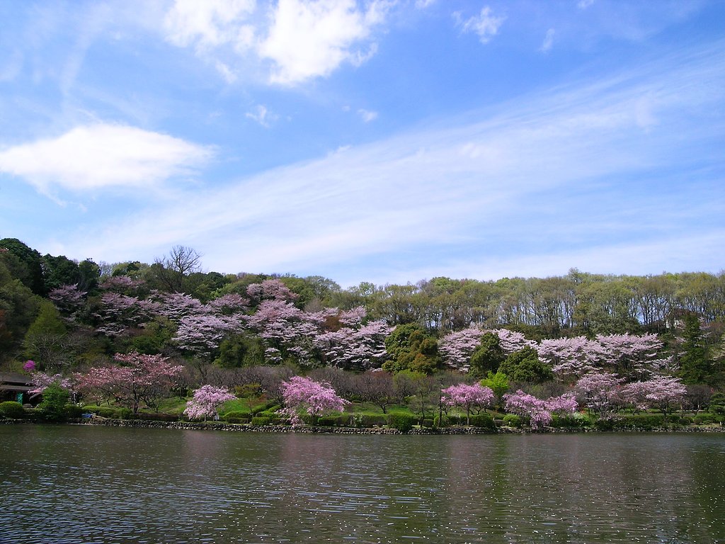 桜と雲