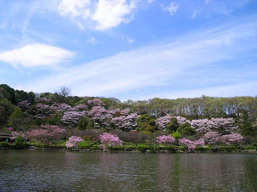 桜と雲
