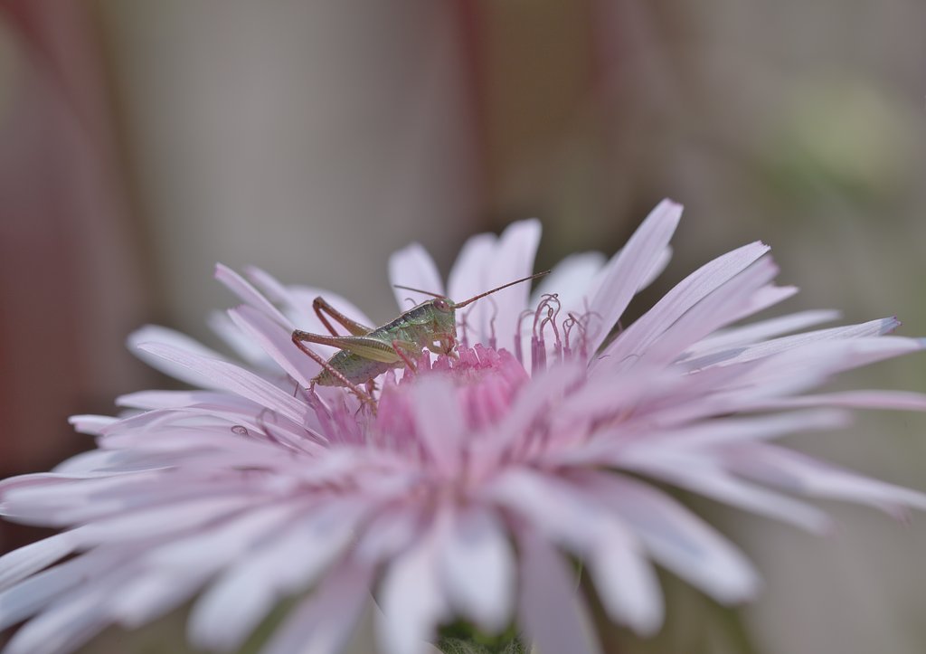 花と虫
