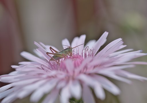 花と虫
