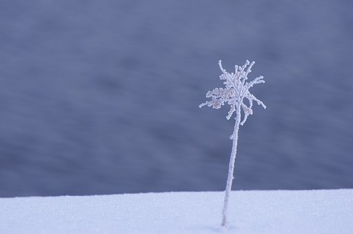 厳寒を纏う