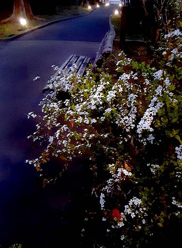 【春景色】春はあけぼの
